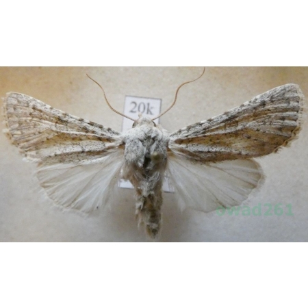 Aporophyla canescens (Duponchel, 1826) Croatia20k